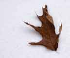 oak leaf in the snow